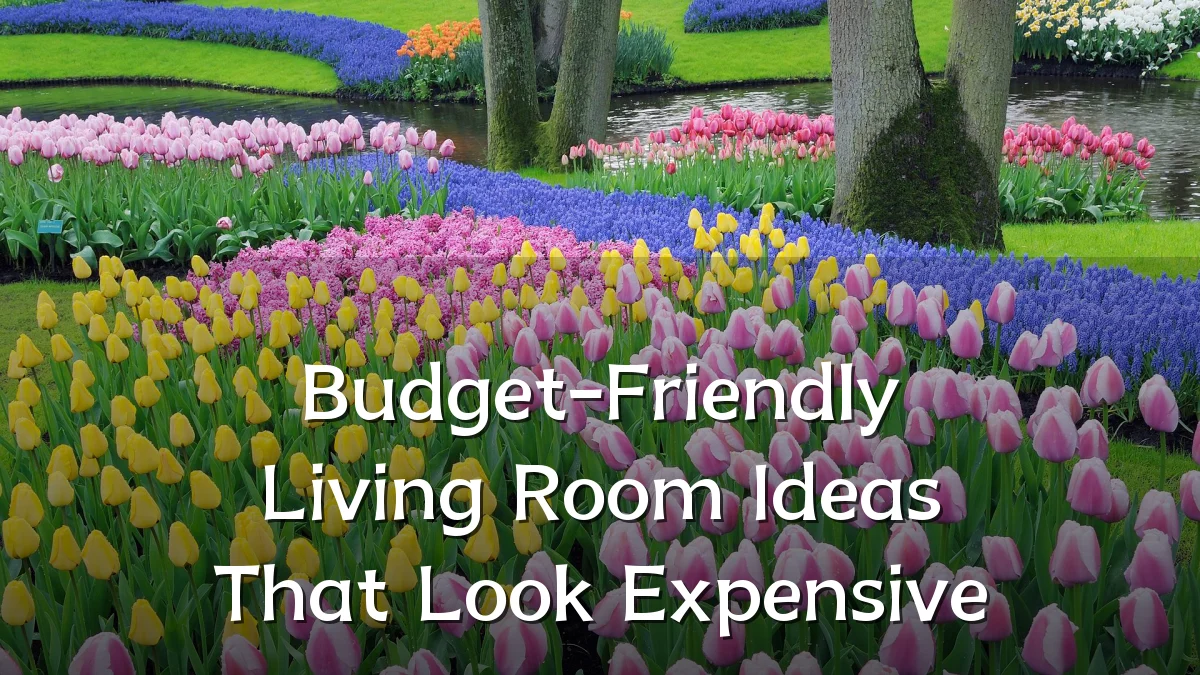 Budget-Friendly Living Room Ideas That Look Expensive