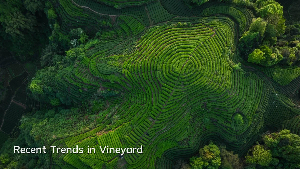 Recent Trends in Vineyard